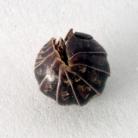 http://severinghaus.org/pictures/nature/fauna/arthropoda/