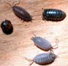 Sowbugs and pillbugs.  Photo by Drees.
